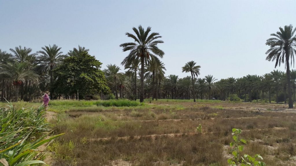 أسماء مدارس ولاية السويق 5 الزراعة في ولاية السويق
