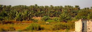 قضاء الهاشمية في محافظة بابل