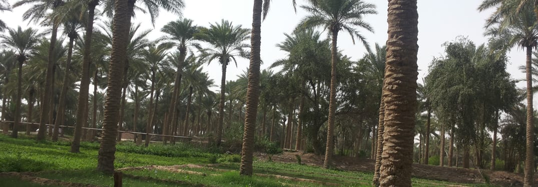 مدينة الدجيل في محافظة صلاح الدين 1 مدينة الدجيل في محافظة صلاح الدين