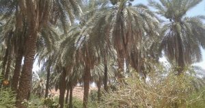 مدينة كتم في السودان