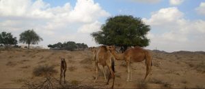 تقسيم ولاية جعلان بني بو علي في سلطنة عمان