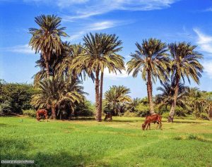 ولاية نهر النيل في السودان