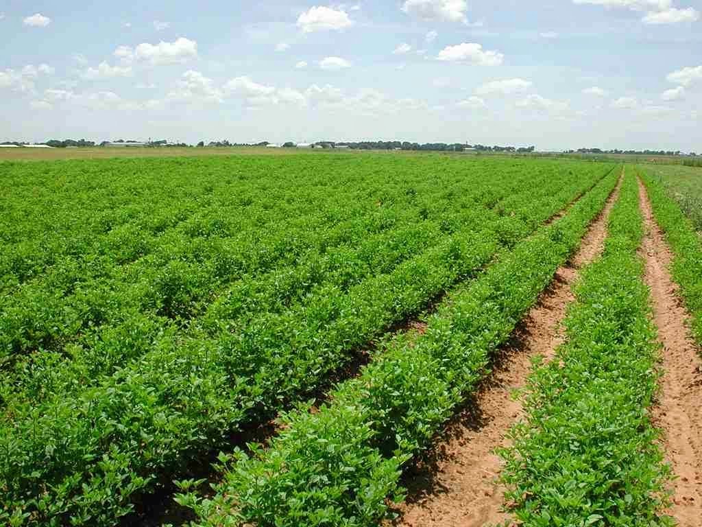 طرق بيع أراضي زراعية 1 طرق بيع أراضي زراعية