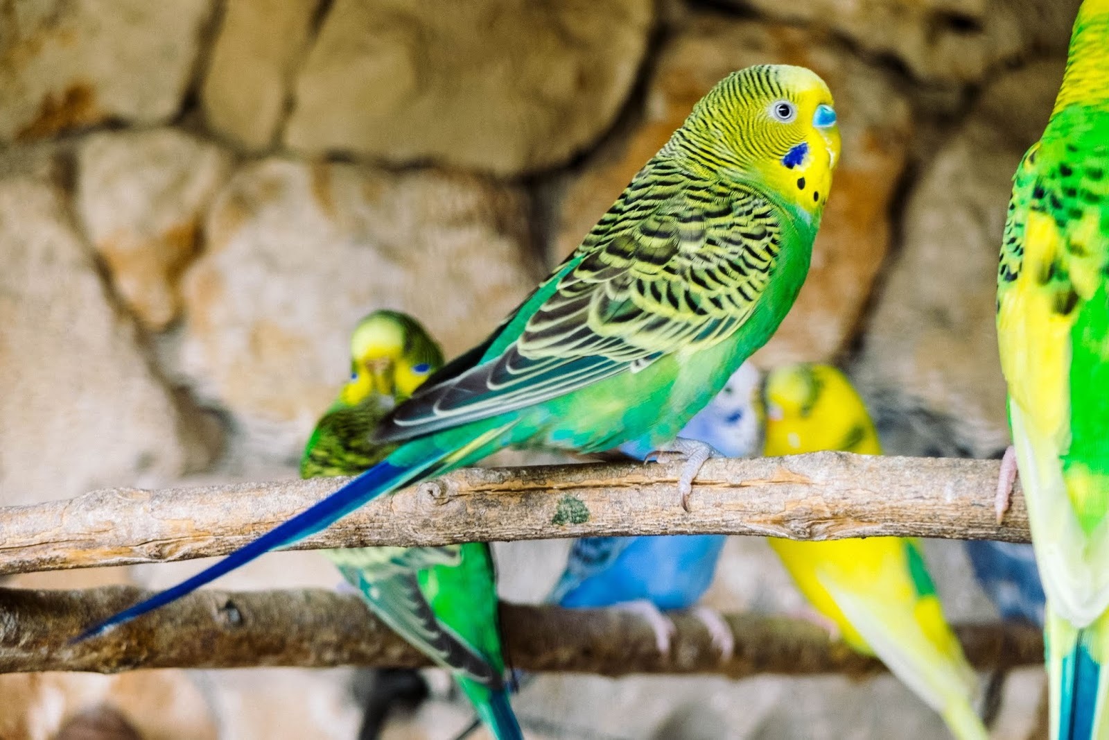 أنواع طيور الزينة 1 أنواع طيور الزينة
