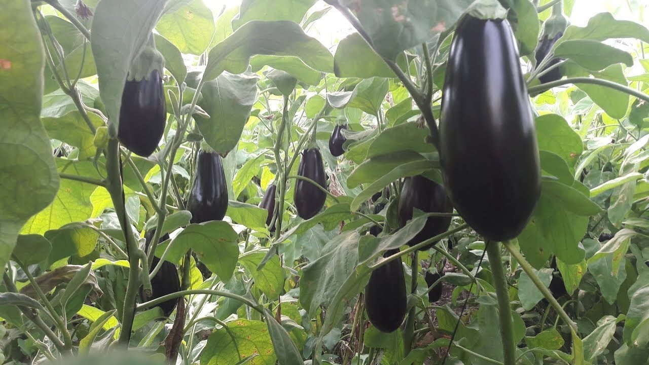 زراعة الباذنجان 1 زراعة الباذنجان
