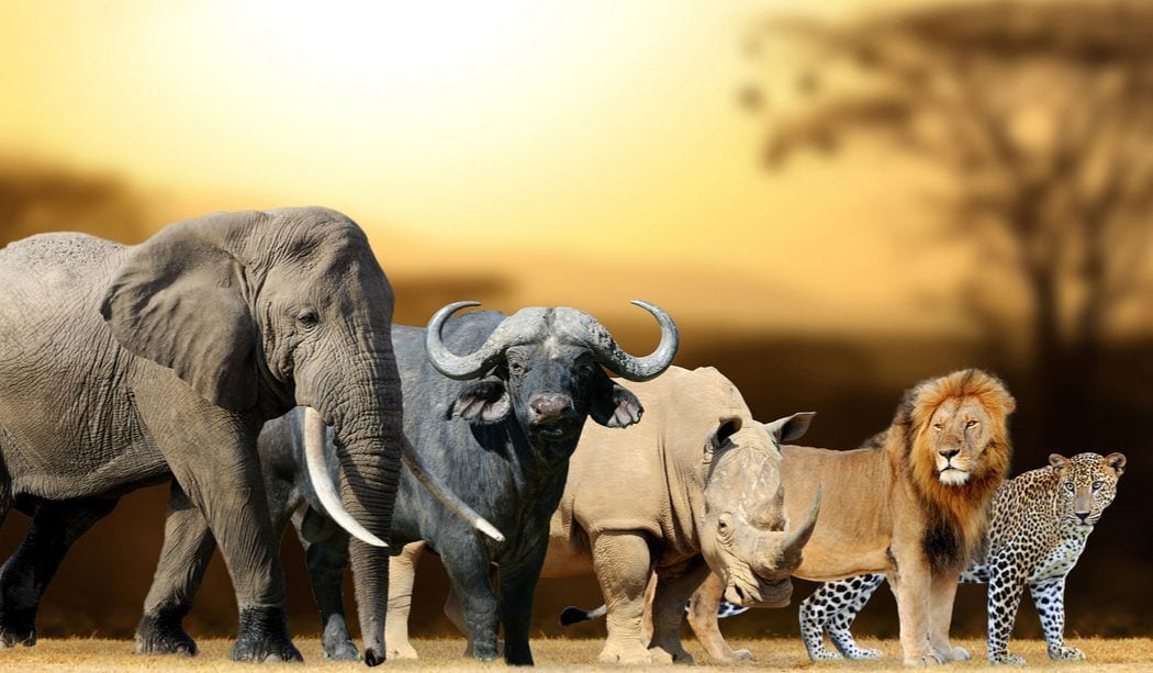 أنواع الحيوانات البرية 1 Types of wild animals