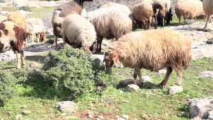 تربية الأغنام وكيفية تحسين إنتاجيتها