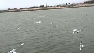 حي الكريعات في بغداد