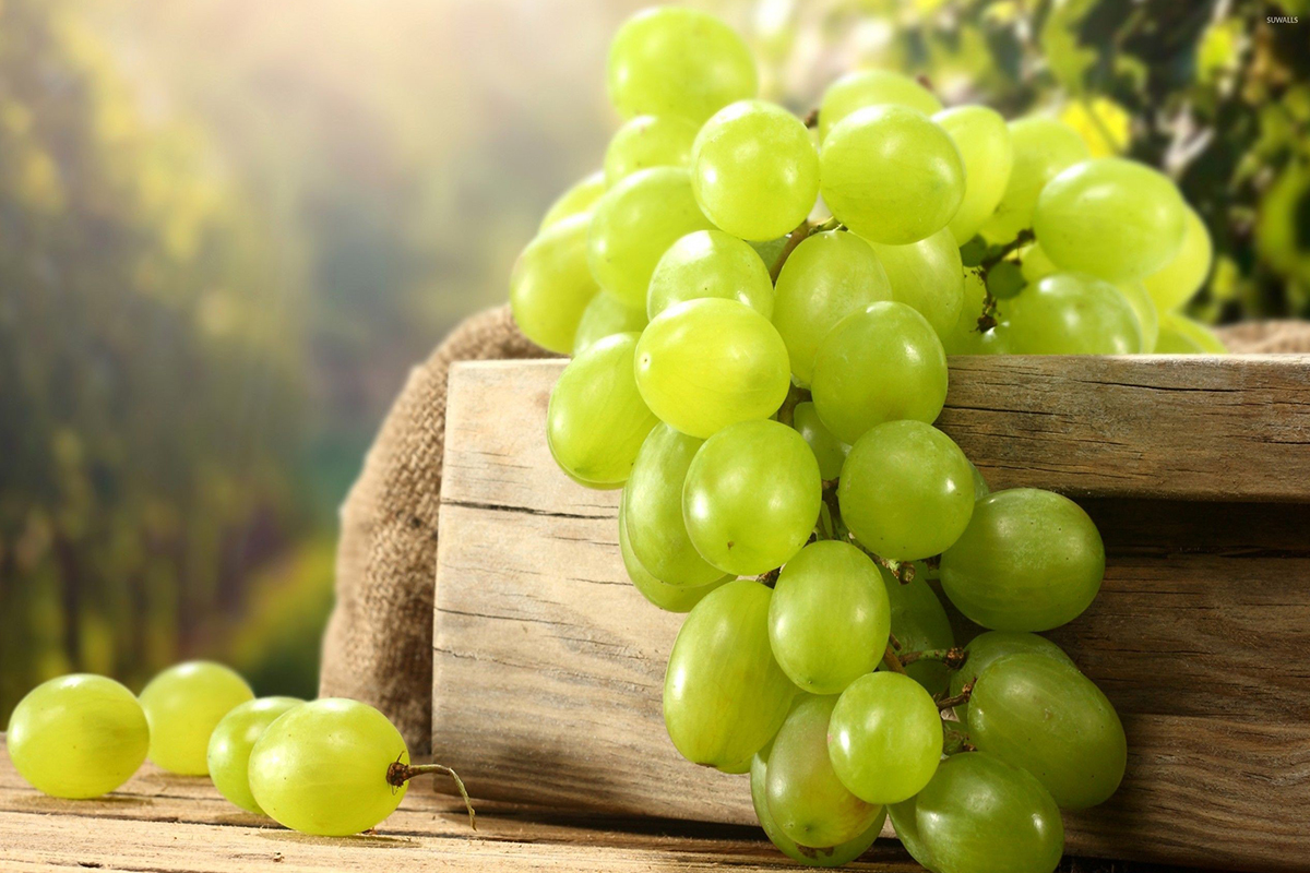 زراعة العنب في المنزل 1 زراعة العنب في المنزل