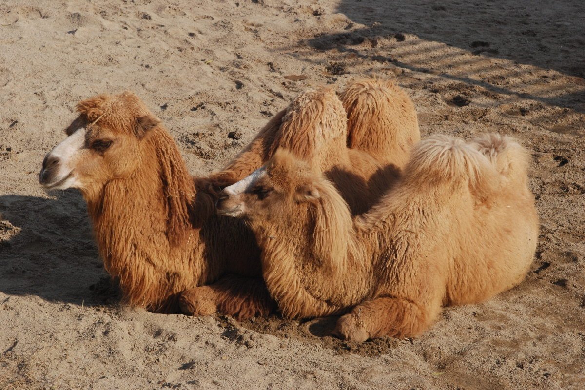 صغير الجمل 1 صغير الجمل