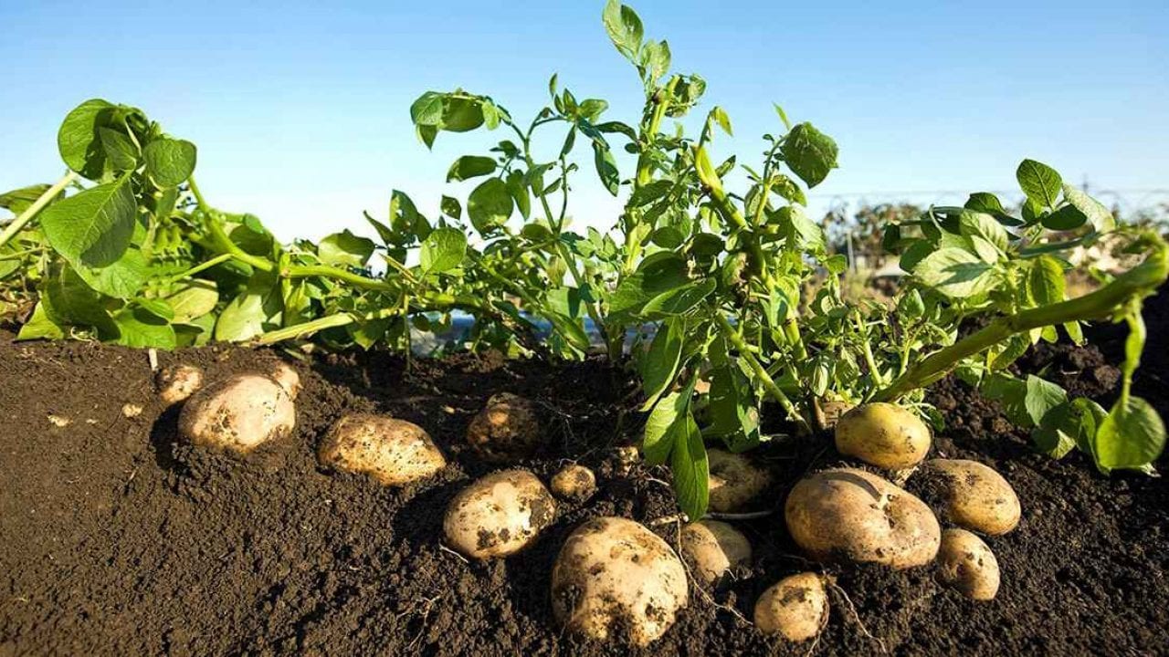 كيف تزرع البطاطس 1 كيف تزرع البطاطس