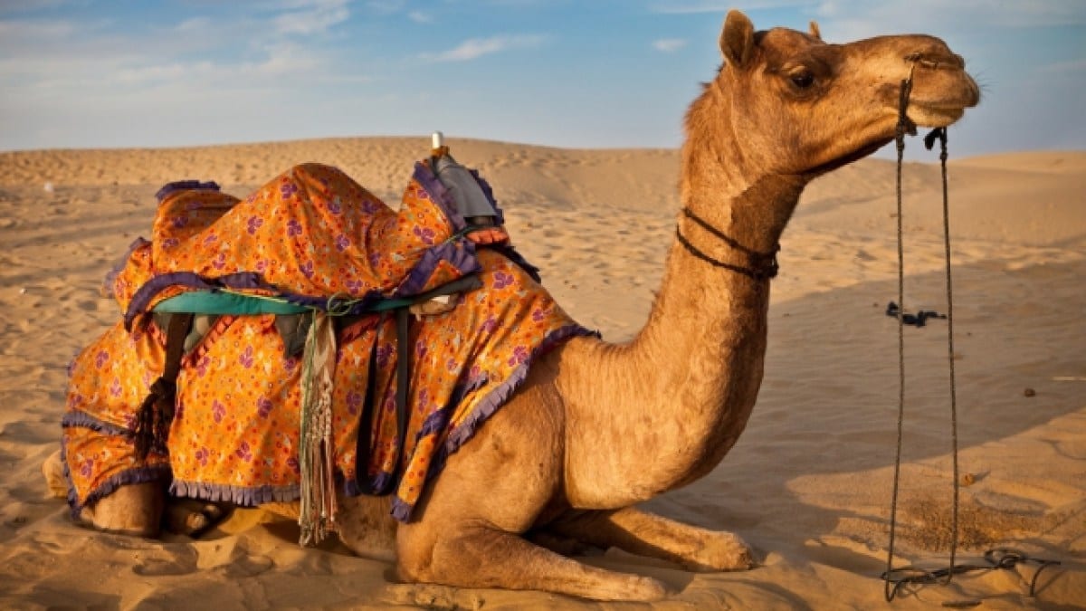 كيفية تكيف الجمل في الصحراء 1 كيفية تكيف الجمل في الصحراء