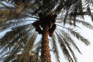 كيفية زراعة النخيل من النوى