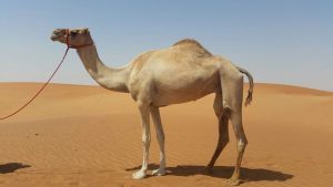 ما الذي يغطي جسم الجمل