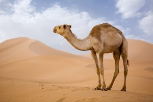أين يخزن الجمل الماء