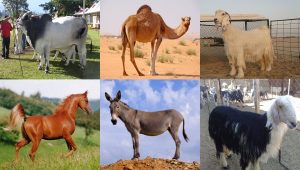 الصناعات القائمة على الثروة الحيوانية