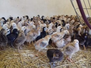 تربية الدجاج البلدي