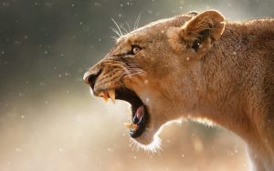 حماية الحيوانات