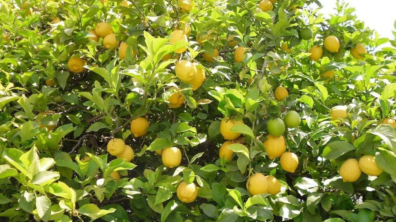 زراعة الليمون 1 زراعة الليمون