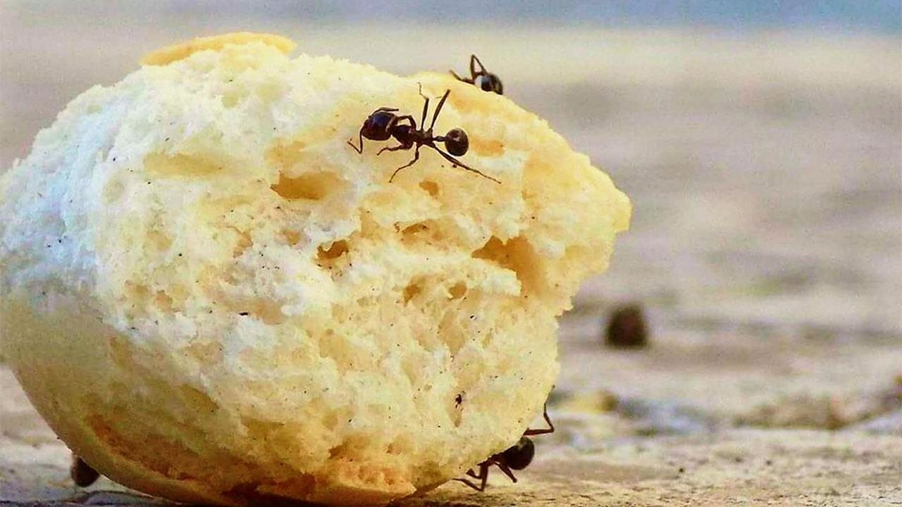 سبب وجود النمل الأحمر في البيت 1 سبب وجود النمل الأحمر في البيت