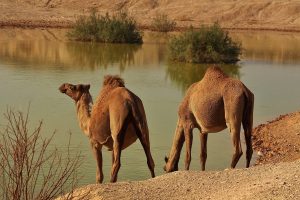 كيف يُنحر الجمل