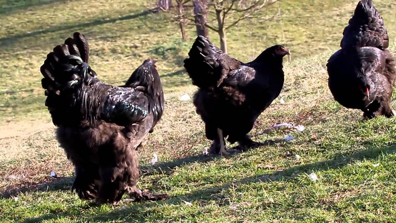طريقة تربية دجاج البراهما 1 طريقة تربية دجاج البراهما