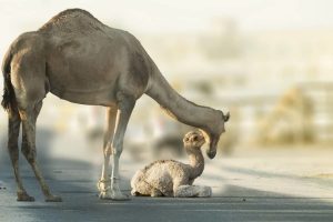فوائد دهن سنام الجمل