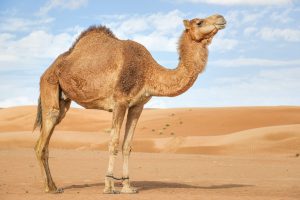 فوائد سنام الجمل