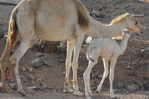 كم مدة حمل الناقة