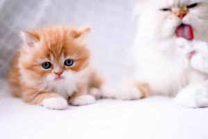 كيف تُربى القطط