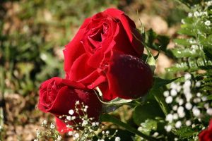 كيفية زراعة الورد البلدي