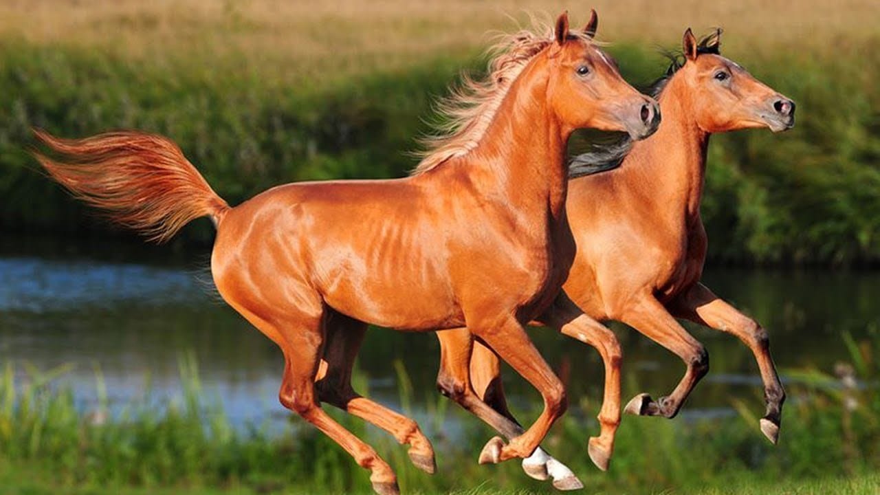 ما هي أجمل الخيول العربية 1 ما هي أجمل الخيول العربية