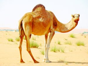 ماذا يغطي جسم الجمل