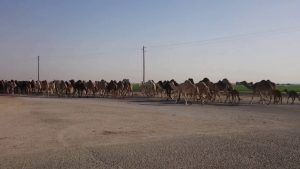 مدينة حرض السعودية