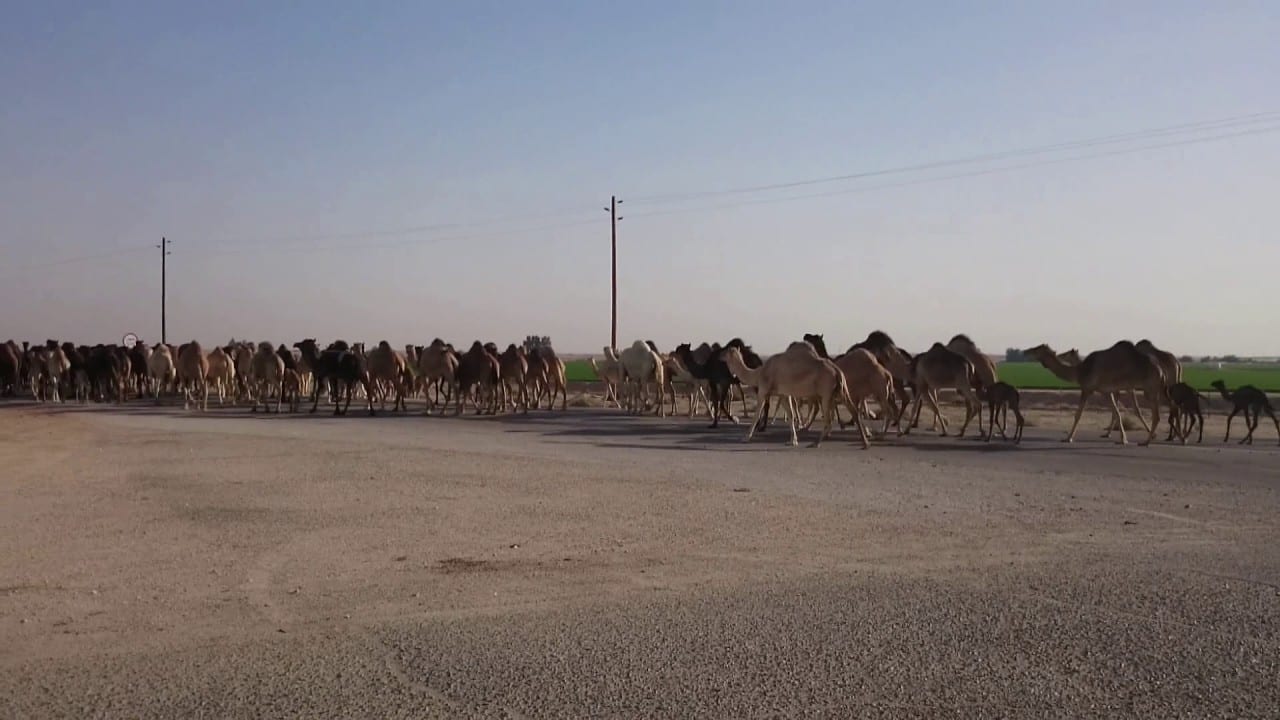 مدينة حرض السعودية