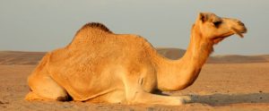 معلومات عامة عن حيوان الجمل