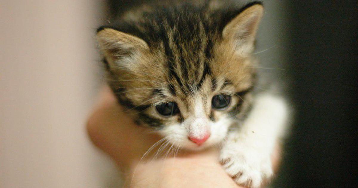 هل شعر القط نجس 2 هل شعر القط نجس 1