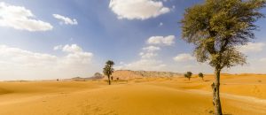 أنواع النباتات المعمرة في الإمارات