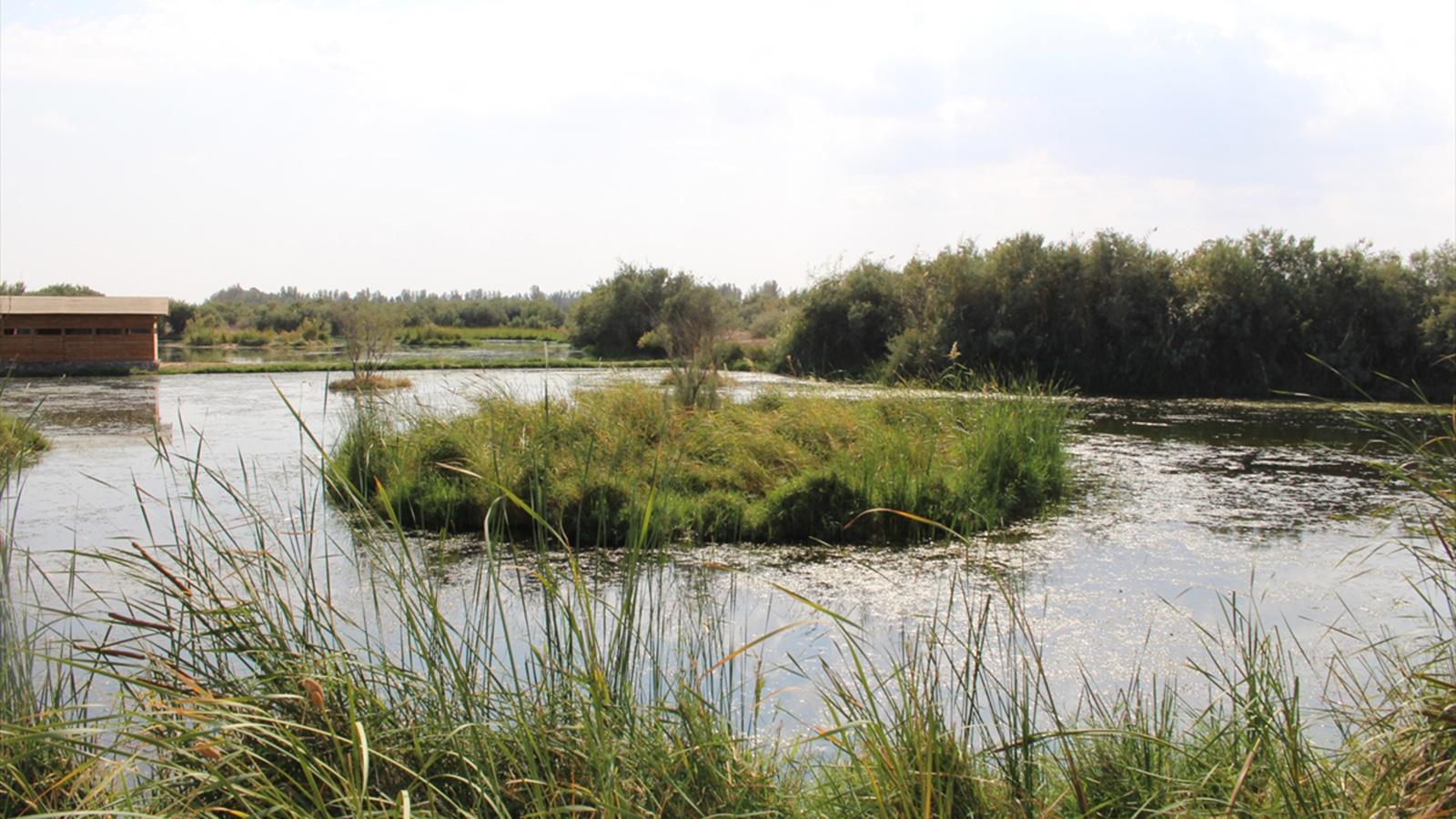 محمية الأزرق في الأردن 1 محمية الأزرق في الأردن