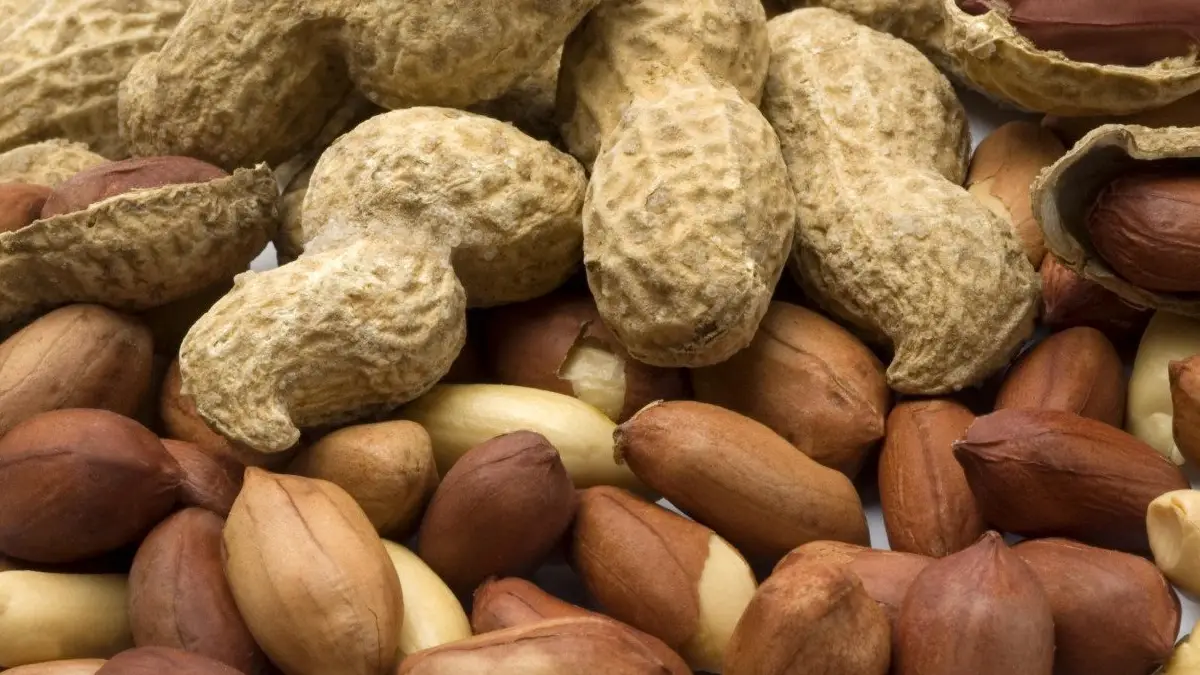 الفول السوداني فوائده وأضراره