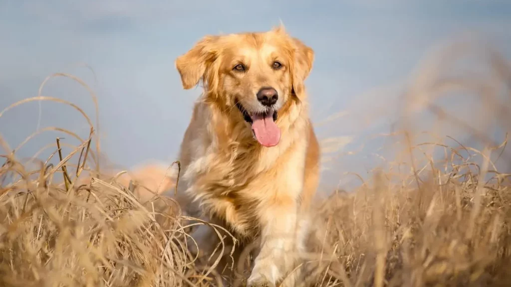 الاهتمام بكلب جولدن