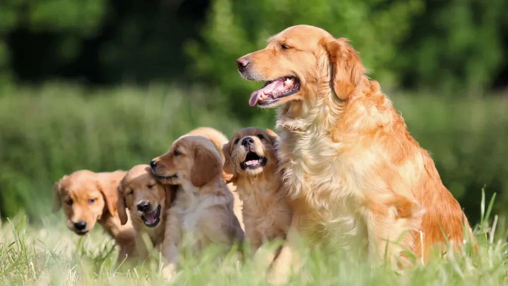 تزاوج كلاب جولدن