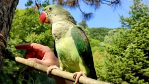 دليل شامل عن ببغاء الدرة