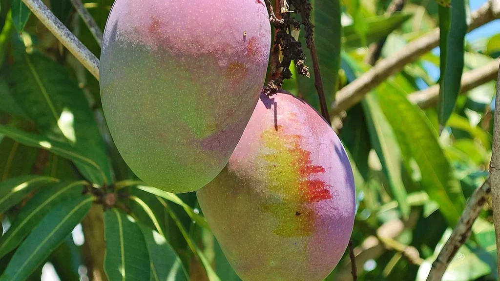إثمار شجرة المانجو