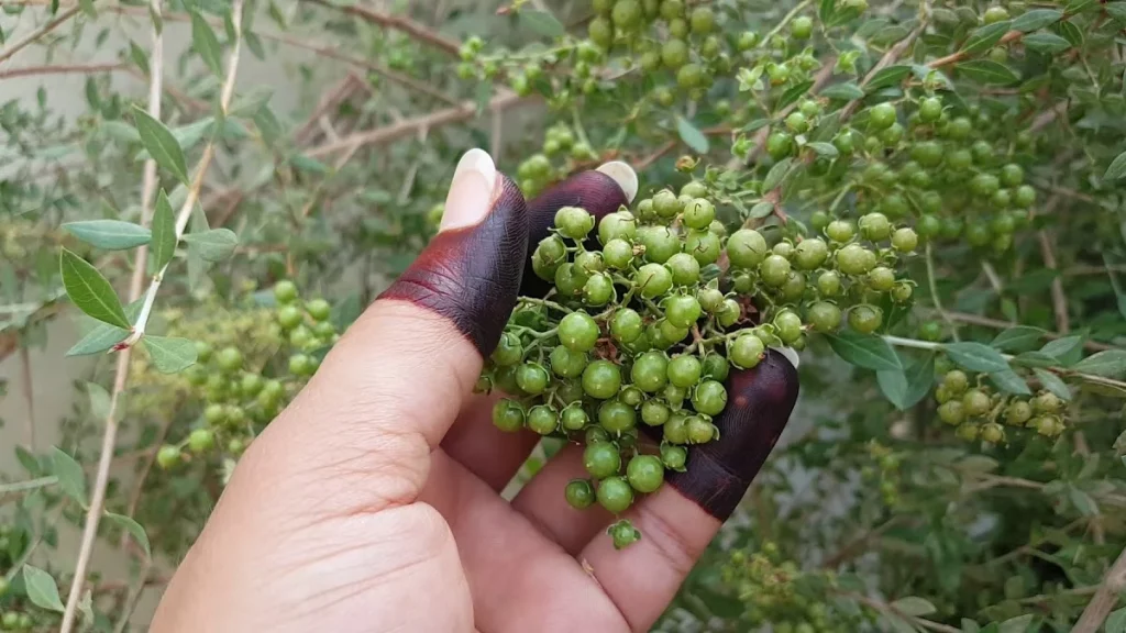 استخدامات شجرة الحناء