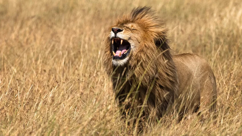 تفسير حلم زئير الأسد