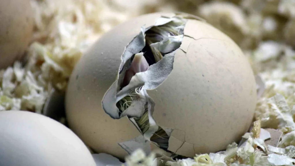 تفسير حلم فقس البيض