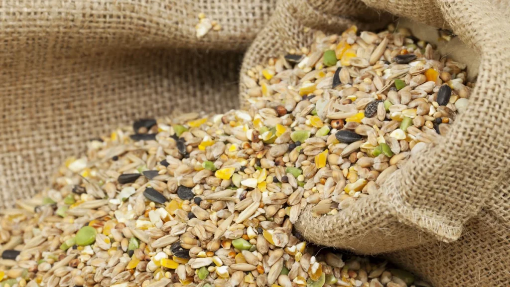 غذاء الطيور