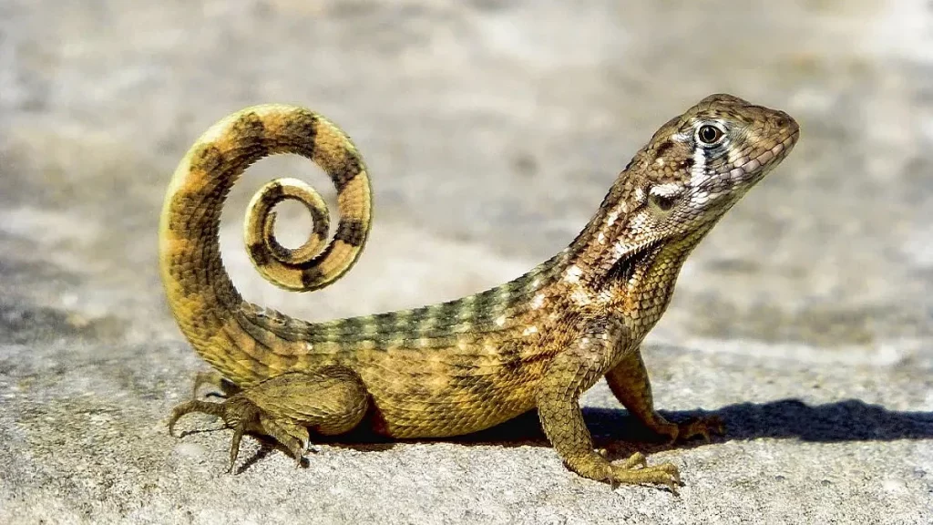 أين تعيش السحلية؟ 