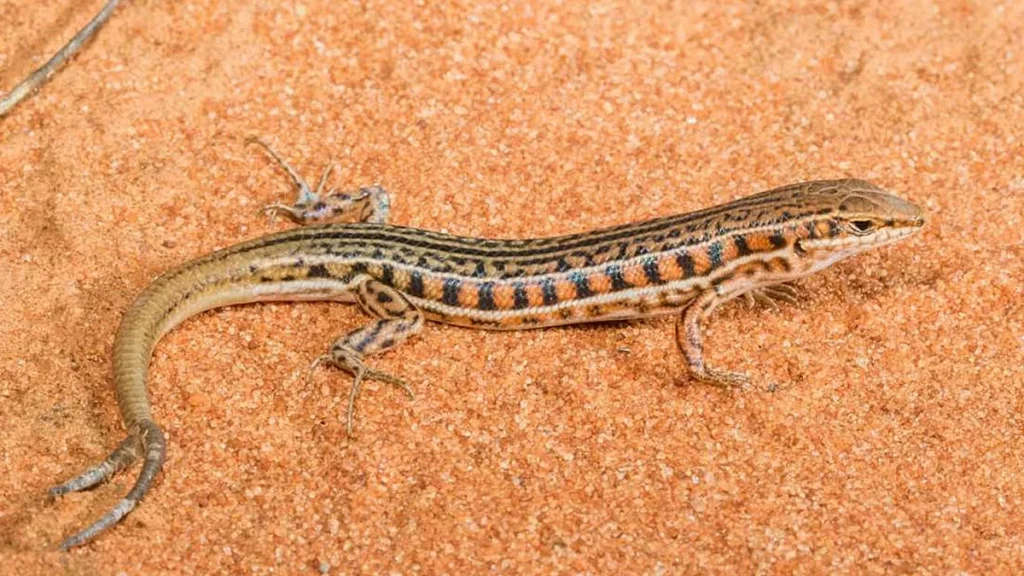 الدورة الدموية في السحلية 